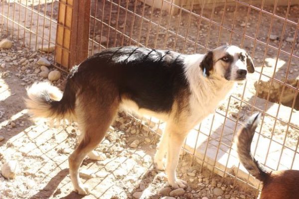 ESMERALDA (♀) - seit mindestens 2018 im Shelter – Bild 15