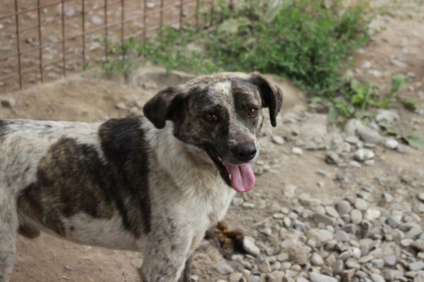 FIDO - seit mindestens 2020 im Shelter - reserviert Tierhilfe Lebenswert DR - vermittelt – Bild 14