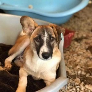 FRODO - reserviert Tierschutz Team - vermittelt