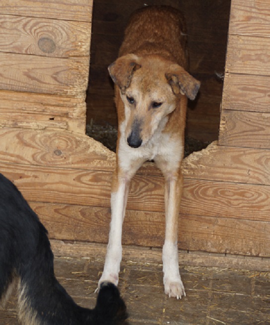 FUCHS (SIMBA) - reserviert NadineH vermittelt – Bild 4