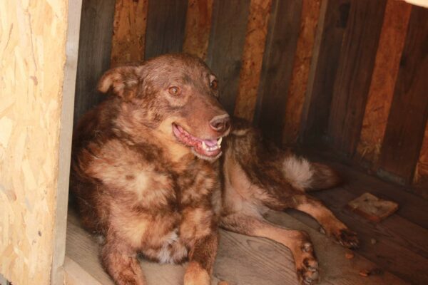 GUINESS - Handicap an Vorderlauf, Hautprobleme! - reserviert Tierhilfe Lebenswert DR (14.04.) - vermittelt – Bild 9