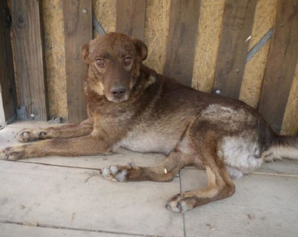 GUINESS - Handicap an Vorderlauf, Hautprobleme! - reserviert Tierhilfe Lebenswert DR (14.04.) - vermittelt – Bild 11