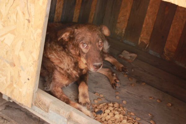GUINESS - Handicap an Vorderlauf, Hautprobleme! - reserviert Tierhilfe Lebenswert DR (14.04.) - vermittelt – Bild 8