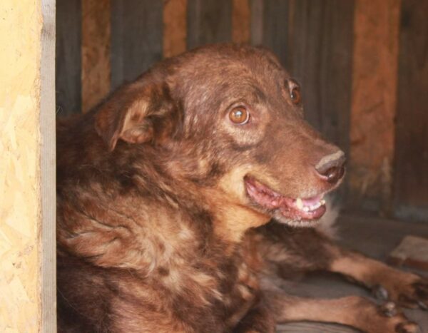 GUINESS - Handicap an Vorderlauf, Hautprobleme! - reserviert Tierhilfe Lebenswert DR (14.04.) - vermittelt – Bild 10