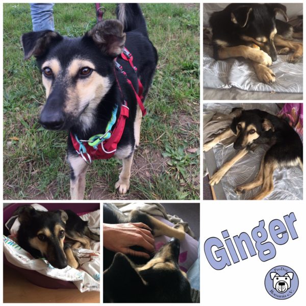 Ginger in 53225 Bonn