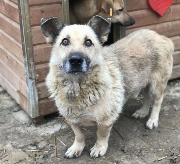 HERBÄRT (♂) - Senior: baut ab, schlechte Zähne - seit mind. 2019 im Shelter - vermittelt LS – Bild 13