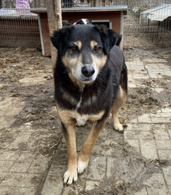 LEEVI - seit mindestens 2017 im Shelter - ausgereist zum TH Iserlohn – Bild 3