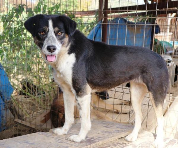 IMKE - reserviert Betty - vermittelt – Bild 3