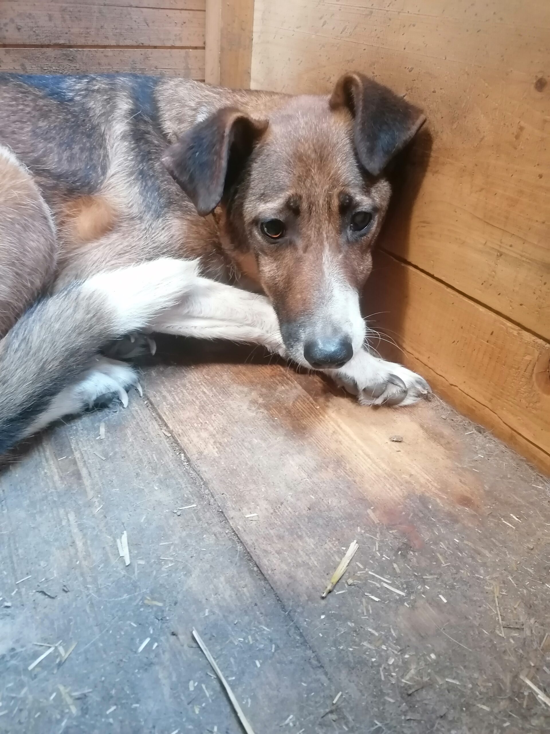LUARO (= MILAS) – Bild 2