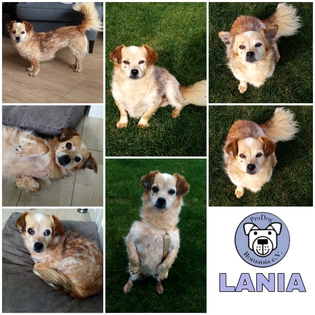Lania in 58239 Schwerte - vermittelt