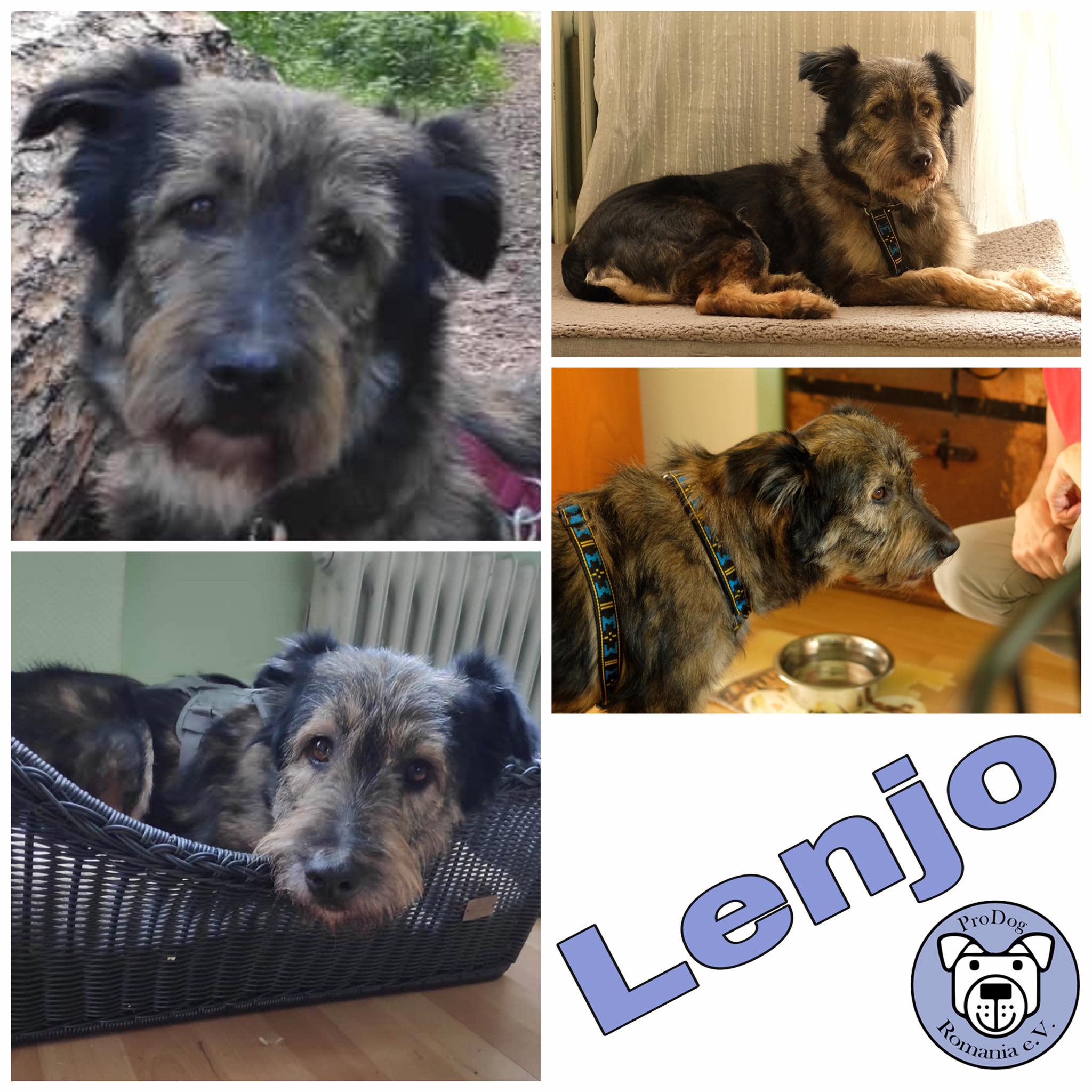 Lenjo in 63773 Goldbach