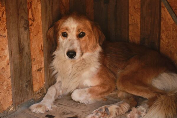 MADLEN - reserviert Second Chance Dogs vermittelt