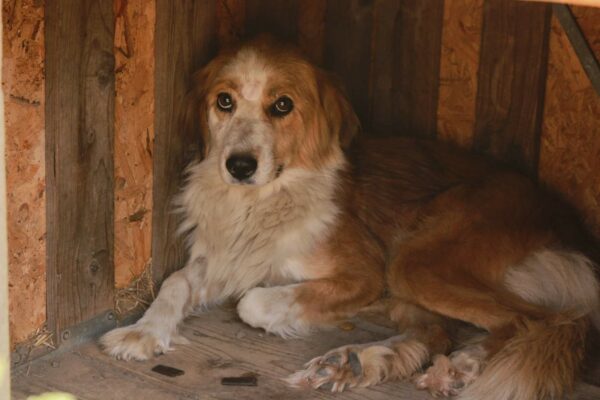 MADLEN - reserviert Second Chance Dogs vermittelt – Bild 2