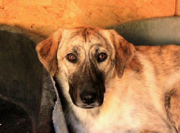 MARTHA - reserviert Hilfe für Herdenschutzhunde - vermittelt