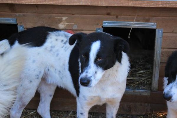 MERLOT (♂) - seit mindestens 2019 im Shelter – Bild 4