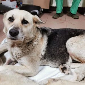 MONIKA - reserviert TH Tuttlingen - vermittelt