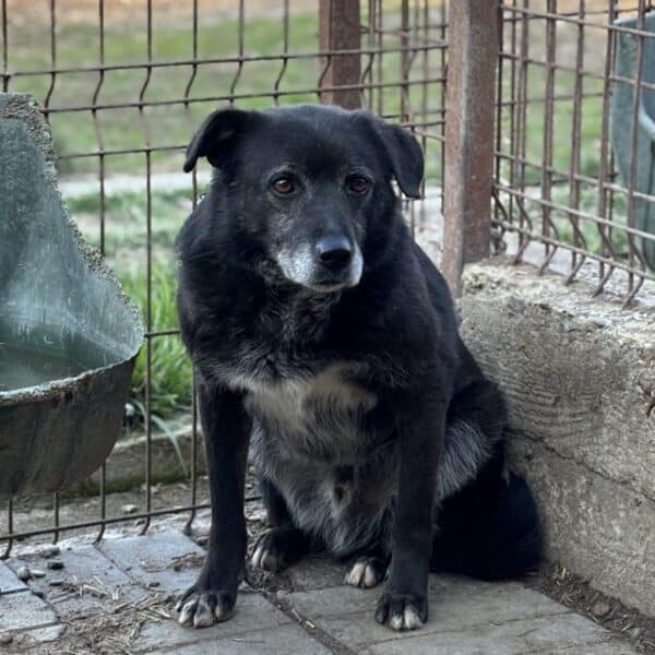 BUFFY (♂) - seit 2018 im Shelter – Bild 10