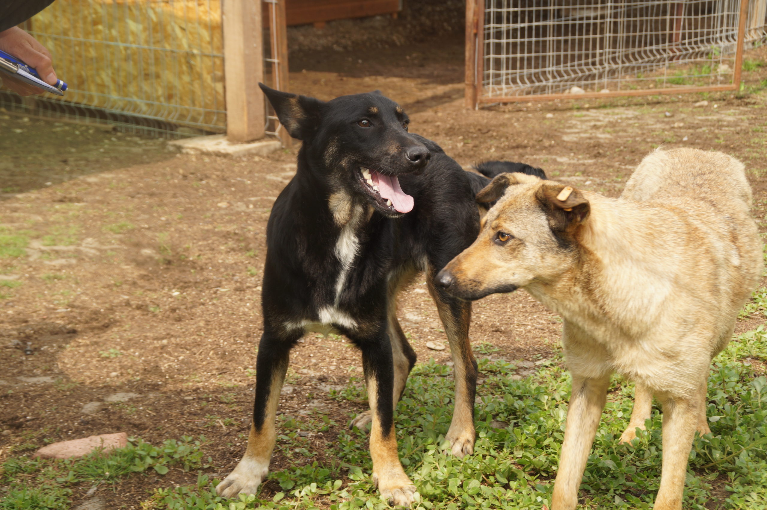 NEWTON - reserviert 4animals vermittelt – Bild 6