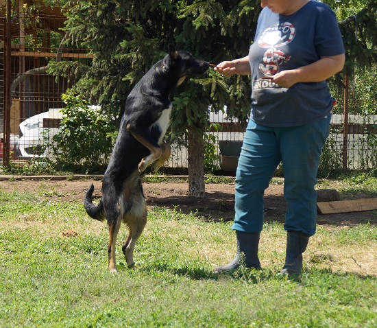 NEWTON - reserviert 4animals vermittelt – Bild 7