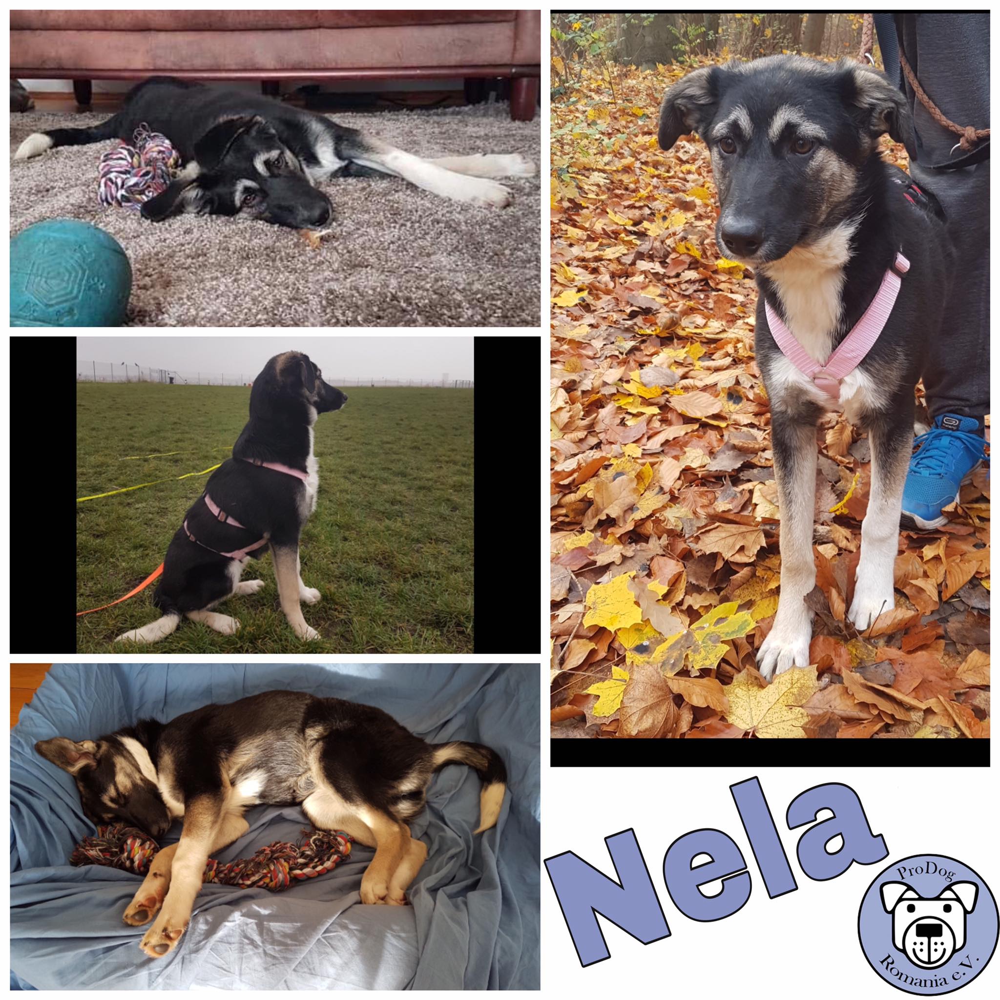 Nela in 12527 Berlin