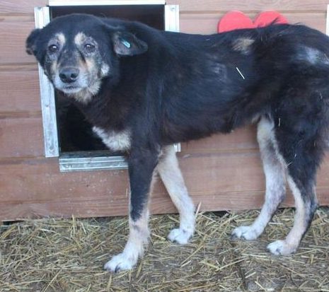 ONYX - Notfall - reserviert Lorraine - vermittelt