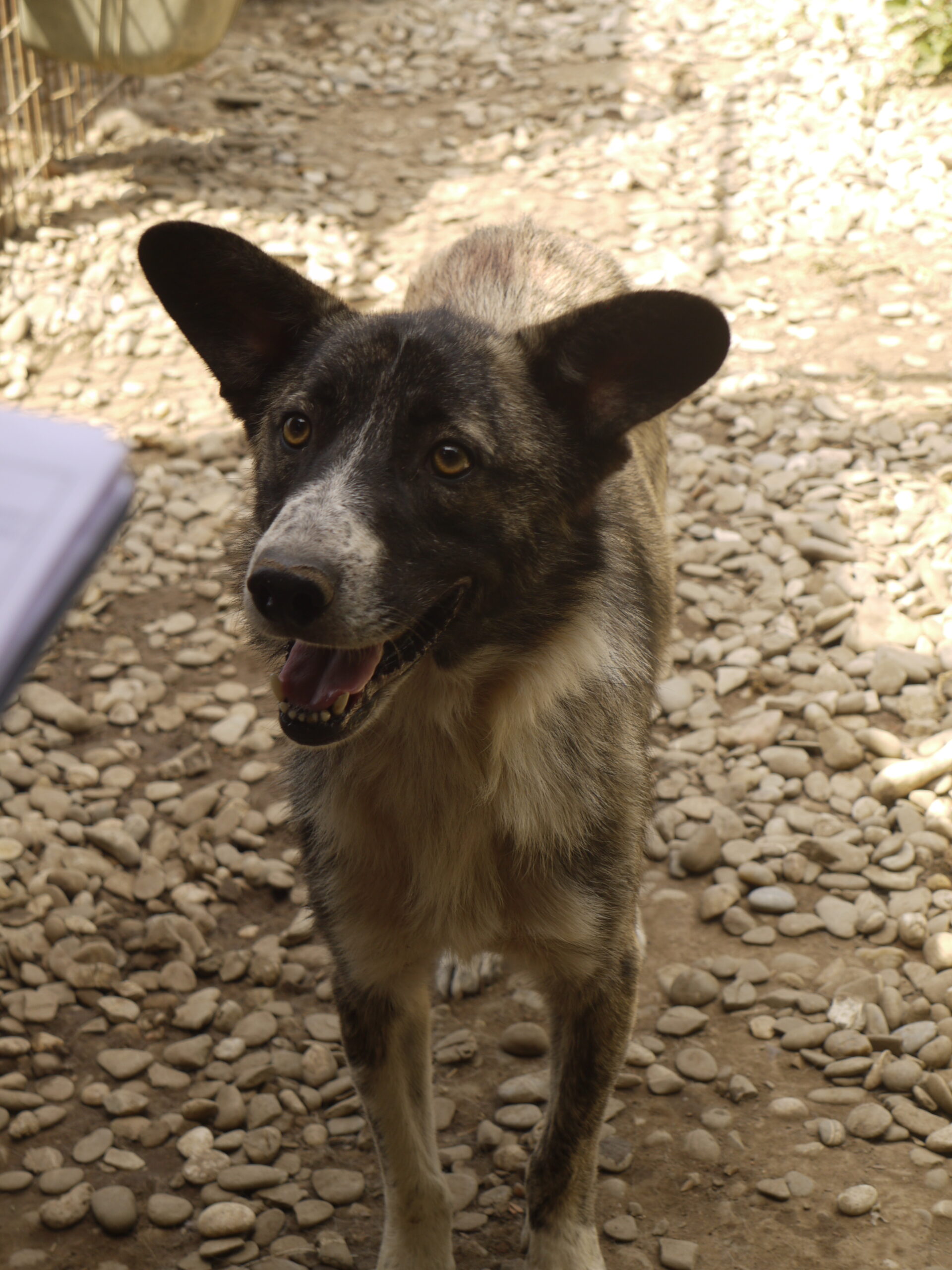 TOBY (♂) - ausgereist zur Tierhilfe Lebenswert – Bild 7