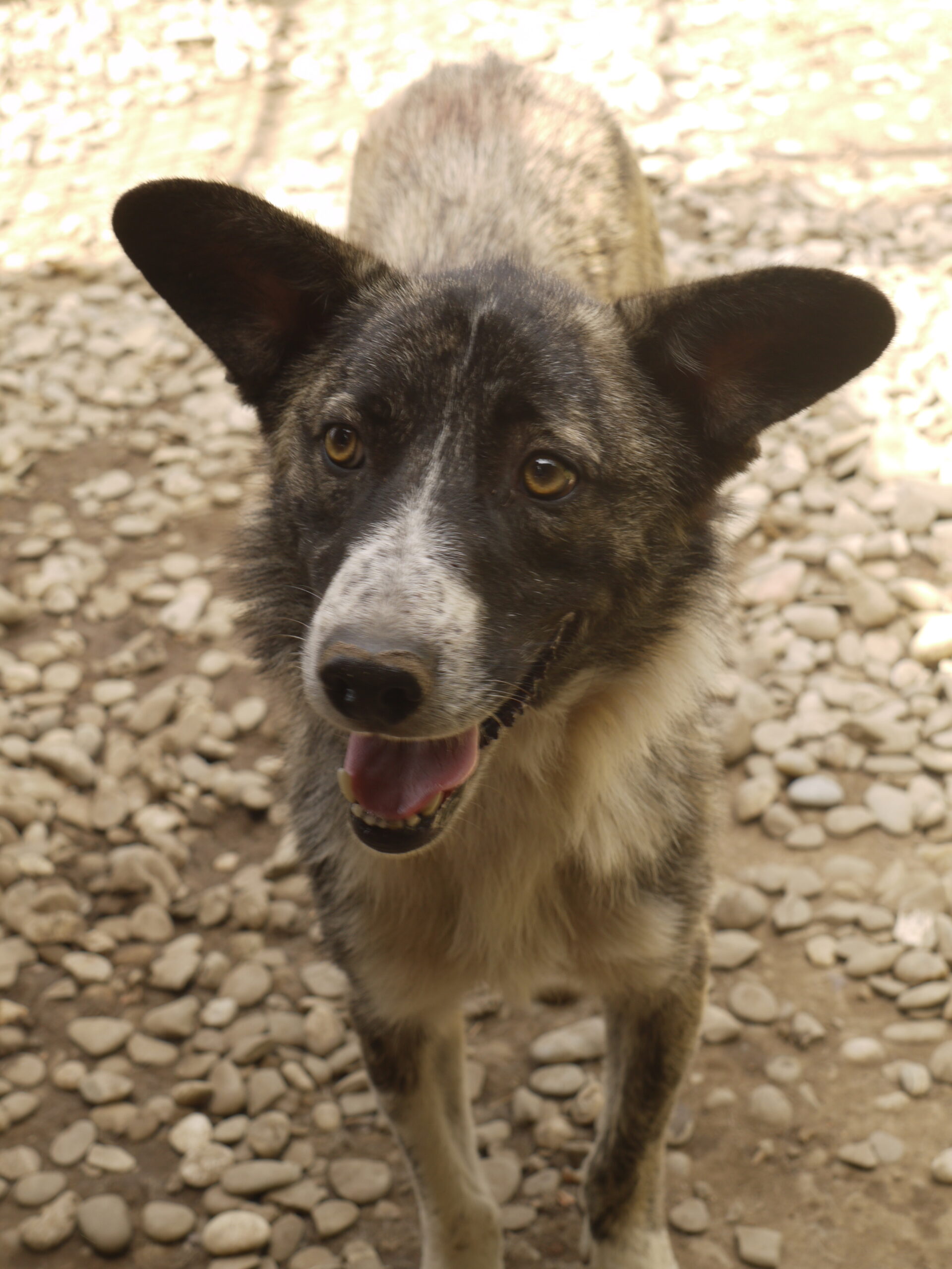 TOBY (♂) - ausgereist zur Tierhilfe Lebenswert – Bild 6