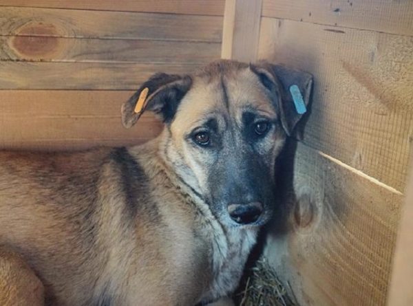 PAMMY - Notfall - großer Abszess nach Attacke - reserviert für Tierhilfe Lebenswert - vermittelt – Bild 8