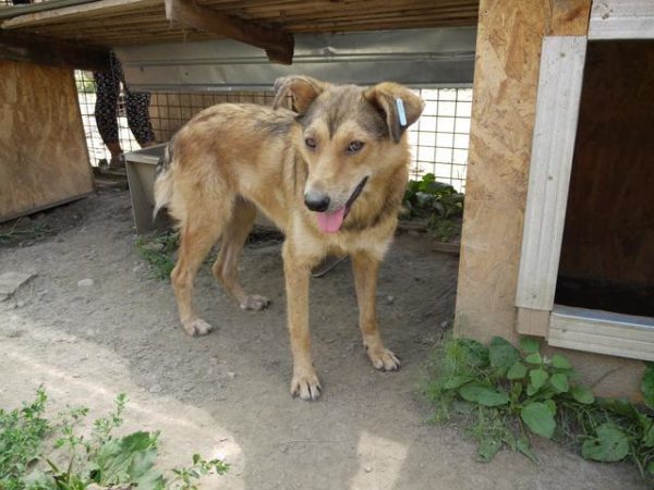 ROMI - reserviert Tierhilfe Lebenswert DR (15.09.) - vermittelt – Bild 3