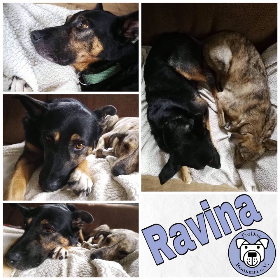 Ravina in 53773 Hennef (Sieg) - reserviert
