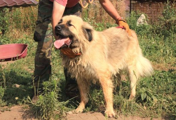 TELDOR - reserviert Hilfe für Herdenschutzhunde - vermittelt – Bild 8