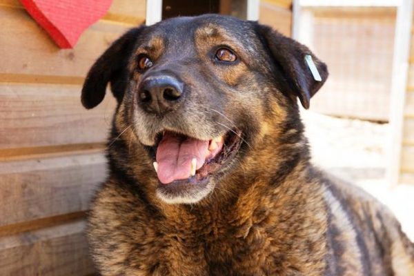 TEQUILA - reserviert Tiere brauchen Freunde - vermittelt – Bild 4