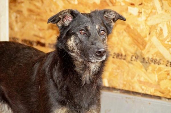 TESSY (♀) - seit mindestens 2017 im Shelter – Bild 4