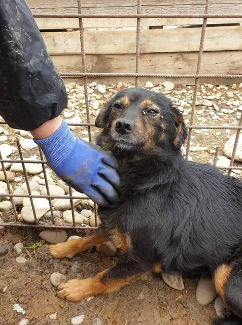 TINY - reserviert Tierhilfe Lebenswert DR 15.10. - vermittelt