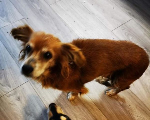 TRUDEL - reserviert Menschen für Tiere Landau (Silke) - vermittelt