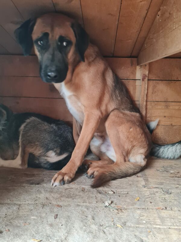 BALUGA lebt im Open Shelter Baile Herculane