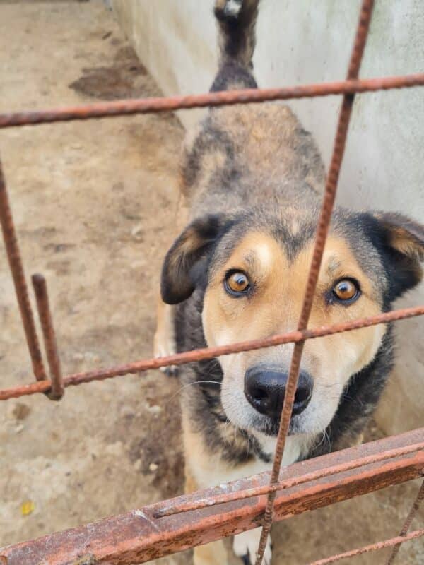 PLITSCH (♂) - seit 2019 im Shelter – Bild 7