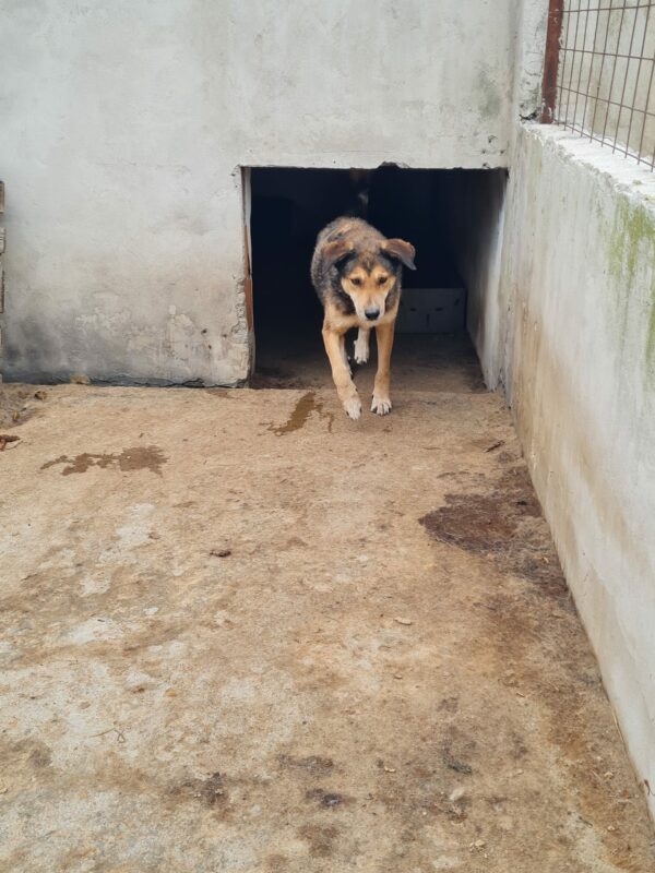 PLITSCH (♂) - seit 2019 im Shelter – Bild 8