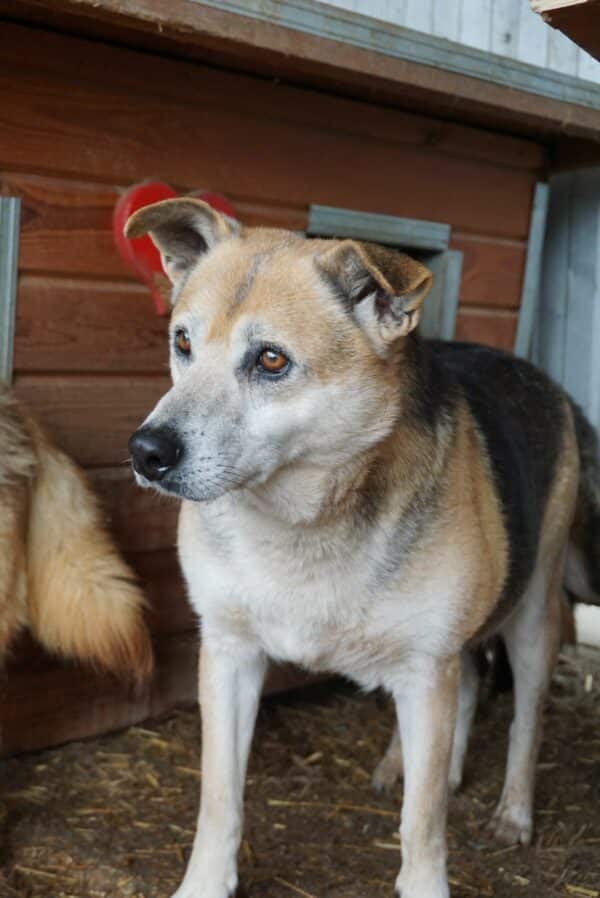 KAJAL (BUCK) - lebte seit 2016 im Shelter - auf PDR PS im PLZ Bezirk 96 - vermittelt – Bild 5