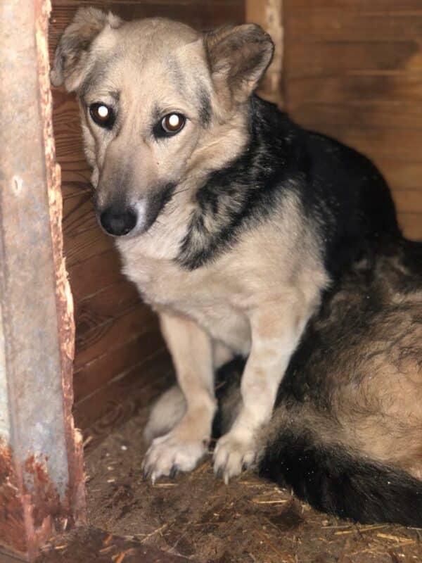 FRIEDA - Rechtes Auge verletzt – Bild 6