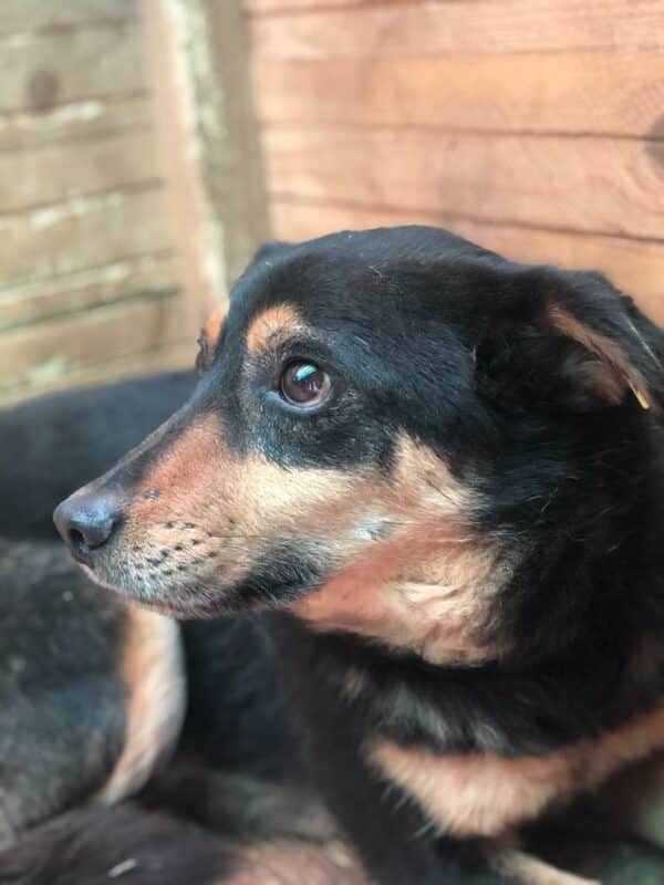 BAILEY (♂) - seit 2019 im Shelter – Bild 4