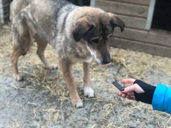 OJALA - seit mind. 2019 im Shelter - vermittelt NadineH – Bild 10