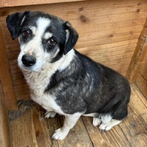 LORIE (♀) - seit 2020 im Shelter