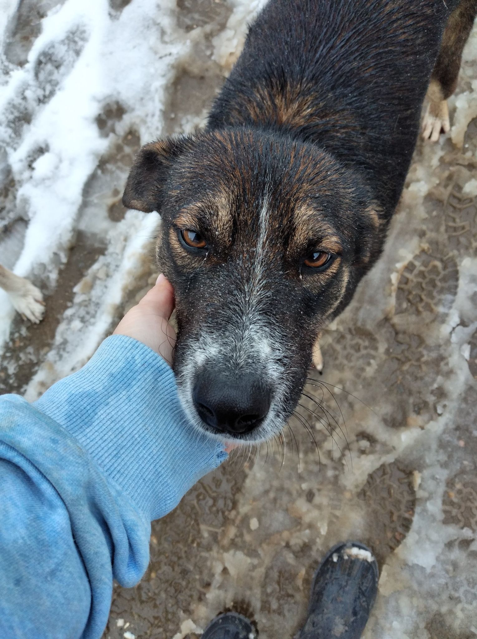 ZEUS (AVERY) - reserviert Eifelhof Frankenau - vermittelt