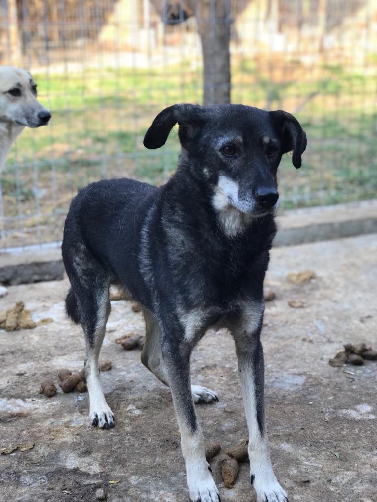 ZORRO - vermittelt Manuela – Bild 7