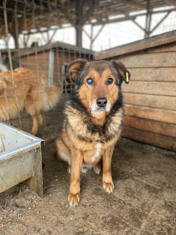 CALLI (♀) - seit mindestens 2019 im Shelter – Bild 4