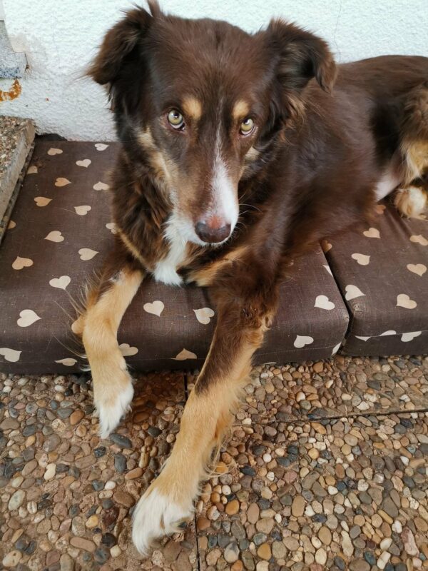 CHOCO - Gnadenplatzhund seit dem 28.04.2018 - RBB 06/2025 – Bild 5