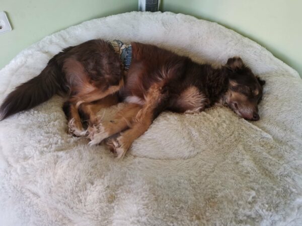 CHOCO - Gnadenplatzhund seit dem 28.04.2018 - RBB 06/2025 – Bild 6