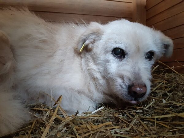 PAOLO - fast blind - reserviert Tierschutzteam Rösrath - vermittelt – Bild 2