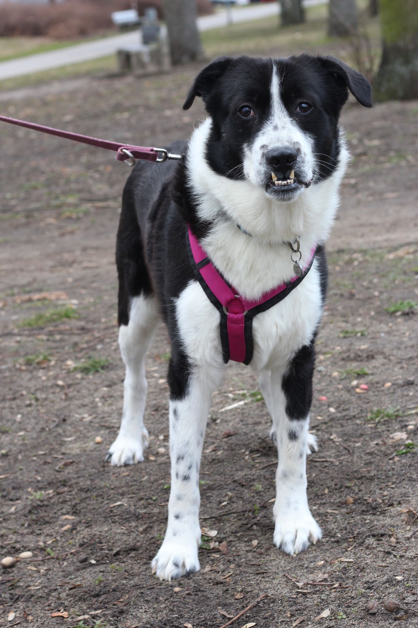 Kaylam - Gnadenplatzhund seit dem 24.12.2018 – Bild 2